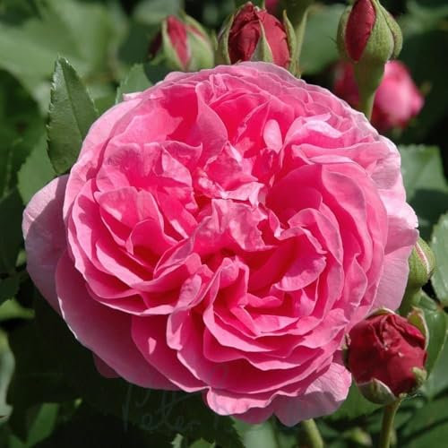 Peter Beales Roses Louise Odier Shrub Rose, Pink Double Blooms, 120cm Height, Strong Fragrance