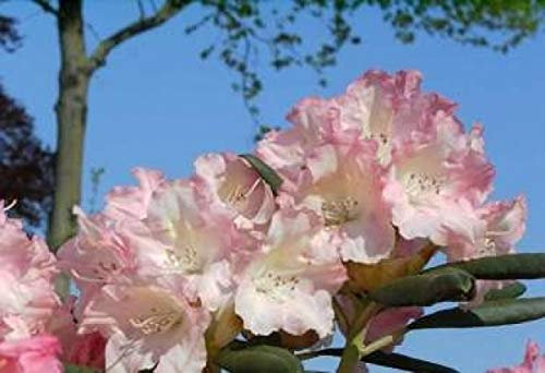 Rhododendron yakushimanum Loreley - Ball-Rhododendron Loreley (25-30)