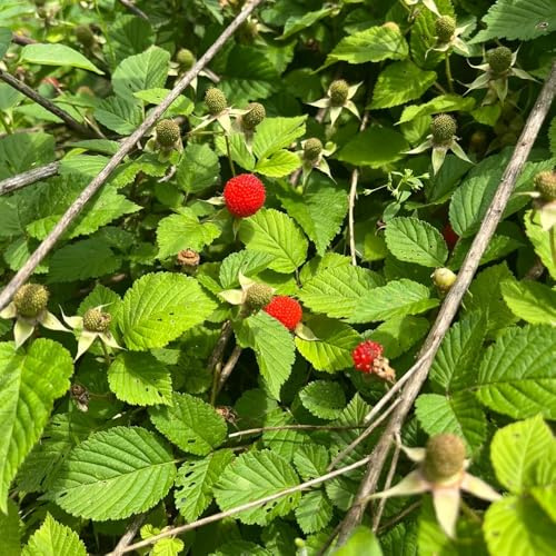 semi di fragola selvatica, in vaso 150pcs