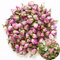 TooGet Fragante Rosado Natural Brotes de Rose Pétalos de Rosa Damascena Secado al por Mayor de Rosa, Culinario de Grado Alimenticio - 60g