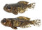 5er Set FISHN GOBYone 7,6cm 9gr Ultra Realistische Grundel Gummifisch zum Angeln auf Barsch und (Mudd)