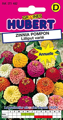 Graines de Zinnia pompon Lilliput varié - 1 gramme
