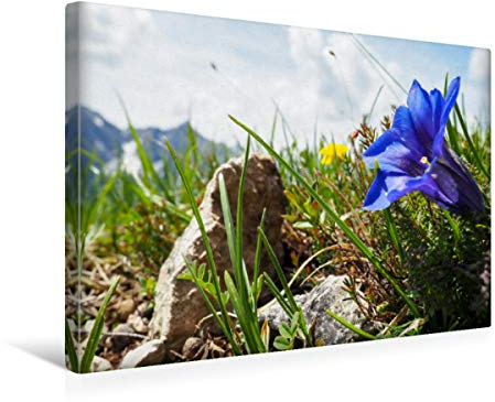 Premium Textil-Leinwand 45 x 30 cm Quer-Format Enzian, Fleischbank, Österreich | Wandbild, HD-Bild auf Keilrahmen, Fertigbild auf hochwertigem Vlies, Leinwanddruck von Fotografin Schwarzfischer Miriam