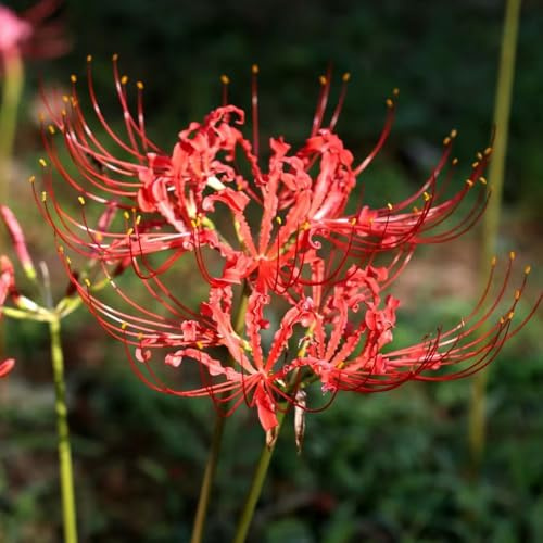 Lirio araña - lycoris radiata -de sangre en maceta, de silvestres, silvestres balcón, cubresuelos, resistentes, decoraciones 5bulbos