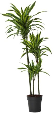 Plant in a Box - Dracaena fragrans Deremensis 'Zitronenlimette' - Drachenbäume - Topf 24cm - Höhe 130-140cm