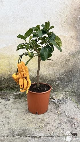 Cedro Mano di Buddha in Vaso Ø20 cm – Agrume Esotico e Ornamentale – Prodotto in Sicilia dal Vivaio uJardinu – Pianta da Esterno e Terrazzo