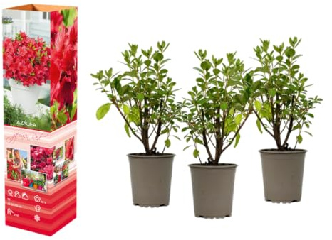 Azalea rododendro planta en maceta 20 – 38 cm en maceta de 9 cm, arbusto ornamental en flor, planta compacta con color intenso (3, rojo)
