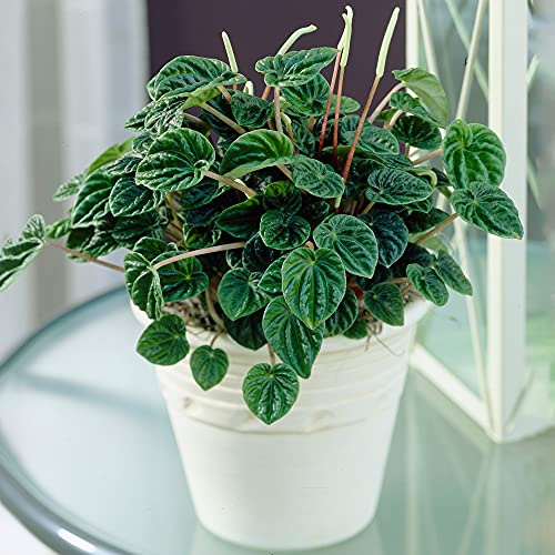 Peperomia caperata Lilian |Besonders kompakt getopfte innenraum Pflanze (15-25cm)