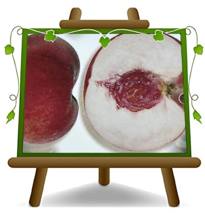 EURO PLANTS VIVAI Pesco Pesca a Polpa Bianca e Venatura Rossa Pianta da Frutto su Vaso da 24/26 cm *Altezza 170-200 cm Età 4 Anni