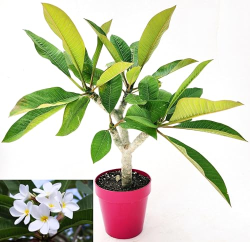 POWERS TO FLOWERS - PLUMERIA FRANGIPANI RAMIFICATA BIANCA, altezza 45cm, vaso 16 cm diametro, pianta vera