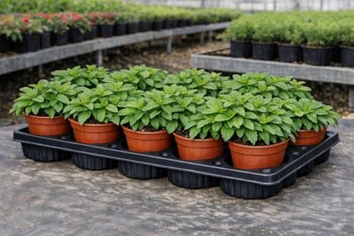 Pack 12 Plantas de Menta Natural en Maceta 11 cm – Planta Aromática Fresca para Infusiones, Cocina y Cócteles