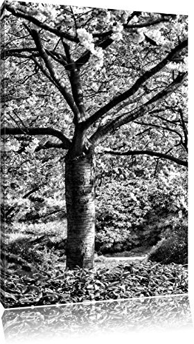 Pixxprint Rosa blühende Kirschbäume, Größe: 60x40cm, Leinwandbild, fertig gespannt, Wandbild, Dekoration, Kunstdruck, kein Poster