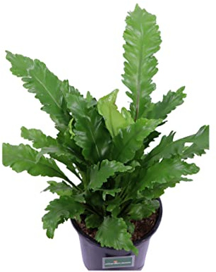 Pianta di Asplenium Nidus Campio Pianta di Felce Nido d'Uccello pianta da interno pianta tropicale pianta ornamentale di Asplenium pianta vera pianta da appartamento venduta da eGarden.store
