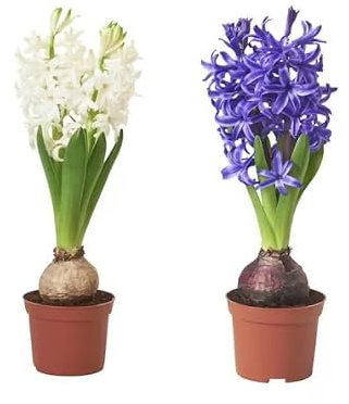 Duo de Hyacinthus - DECOALIVE - Plantas Naturales - Flores de Exterior - Jacintos