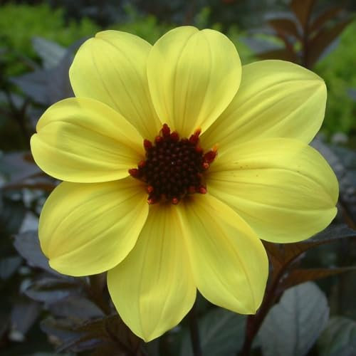 Dahlia 'Mystic Illusion' Black Foliage with Bright Yellow Flowers, Long-Lasting Blooms, Ideal for Borders and Bouquets, 1X 3 Litre Pot by Thompson and Morgan