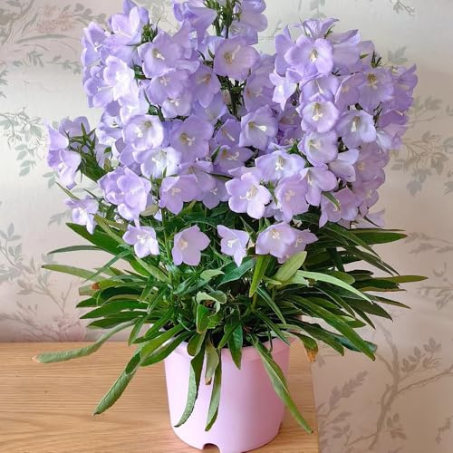 semi di campanula - esterno, resistenti decorative, giardino balcone 950pcs