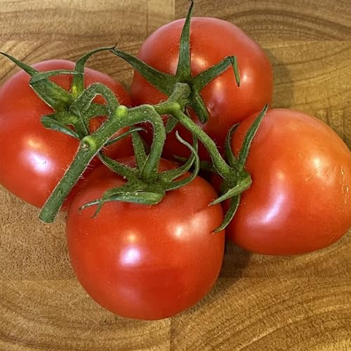 Tomato Seeds Ailsa Craig – 30 Fresh Tomato Seeds – Plant and Grow Your Own Vegetables Ideal for Greenhouse, Garden, Polytunnel, Growbags, Large Pots or Containers - Packed in The UK by Meldon Seeds