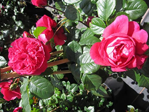 Rosa Deep Love ® - Kletterrose Deep Love ® - Tantau Rose - Nostalgie Rose