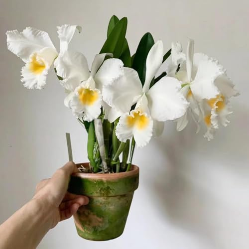 Semillas de orquídeas Cattleya en macetas resistentes al exterior semillas decoración floral jardin orquídeas de decorativas prado 100pcs