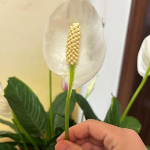 Spatifillo - decorazioni da giardino per esterni giglio pace letto rialzato resistenti tappezzanti giardino sul balcone in vaso 50semi
