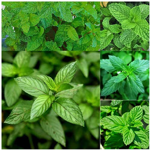 Semi di menta piperita Regali Sorpresa Regalo Popolare Piante in Vaso Decorazione Per La Casa Piante Importati Semi Freschi Fragrante-100 Semi
