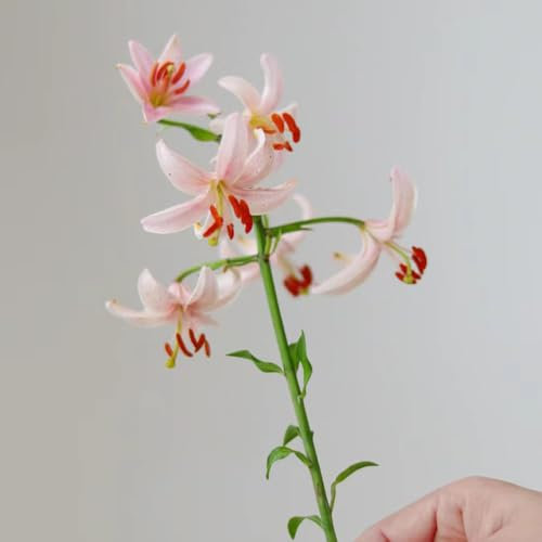6 pz Acquista bulbi di giglio - Lilium brownii - Aiuola rialzata da giardino, piante esotiche gigli giganti gigli d'albero tuberi resistenti soggiorno decorativo, piante da interno