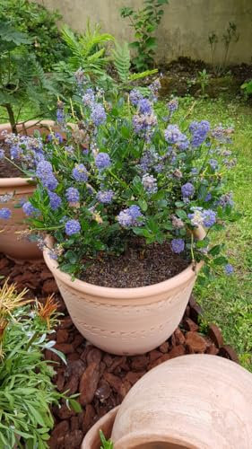 Ceanothus impressus 'Victoria' / Lilas de Californie/Conteneur de 3 à 4 litres/Arbuste persistant