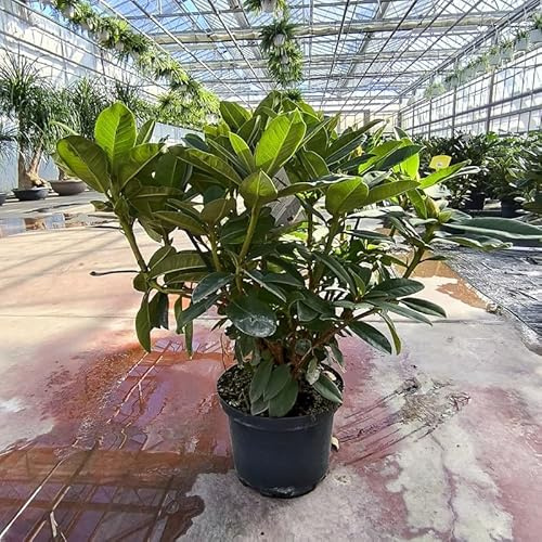 Pianta Rododendro - Rhodoendron