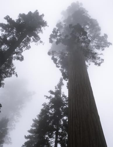 Sequoia Forest Journal Notebook – Large 8.5 x 11 Lined Writing Journal with Original Foggy Tree Photography for Nature Lovers, Mindfulness & Reflection (60-pages)