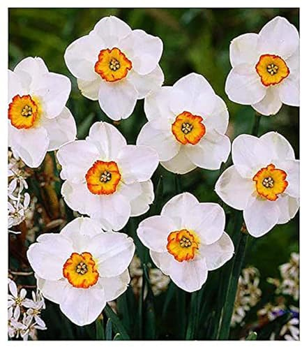 10 Merlin Narcissus Bulbs - TOP Size Daffodil Bulbs