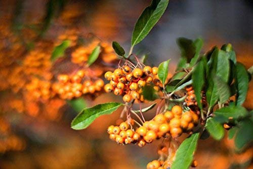 15 Semi-Pyracantha coccinea Firethorn