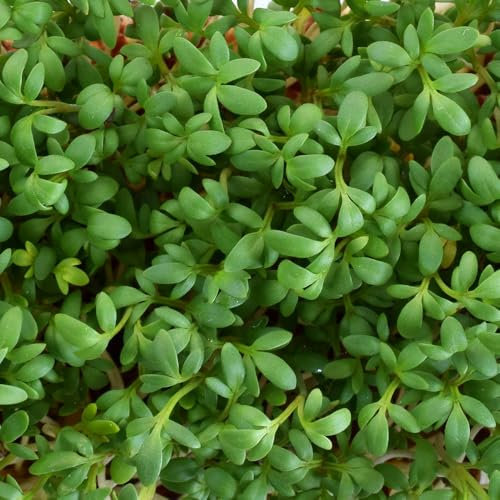 Cress Curled – Fast-Growing & Easy to Grow – for Salads & Microgreens – Ideal for Kids – for Your Kitchen Garden