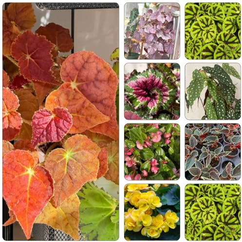 begonien balkon deko kräuterpflanzen zimmerpflanze winterharte kübelpflanzen pflanzensamen pflanztöpfe büropflanzen gartenpflanzen kräutergarten balkongarten kräuterbeet heilkräuter 10samen