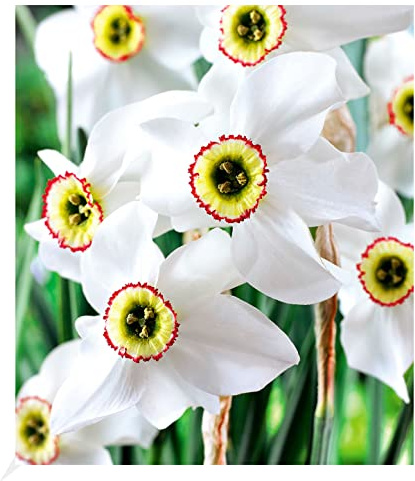 BALDUR Garten 8x Narzisse Recurvus, Zwiebeln mt Umfang 12-14 cm
