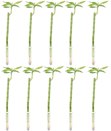 10er-Set Glücksbambus gerade - Höhe ca. 50 cm, Topf-Ø 5 cm - Lucky Bamboo