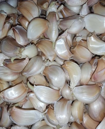 || METCHAR Garden ||Provence Wight Garlic Seeds, 20 Pack for Growing Large Bulbs