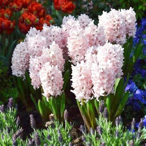 Hyacinth Plant Hyacinth Bulbs UK(Plant Bulbs,Wedding Flowers)-2bulbs-h