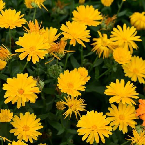 semi di calendula perenni - appartamento giardino selvatici resistenti esterno vecchie 250pcs
