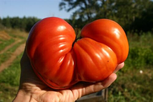 30 SEMI- POMODORO CUORE DI BUE GIGANTE semi freschi