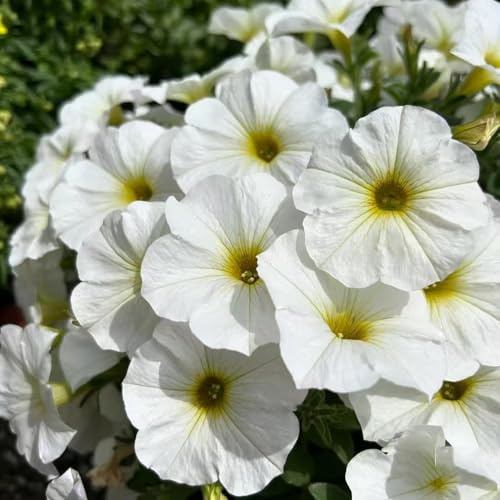 calibrachoa - in vaso serre balcone interno raro Aiuole rialza 200semi