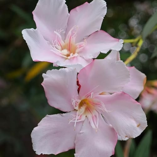 Semi di oleandro, giardino di Nerium oleandro, resistenti per il giardino da giardino roccioso semi per aiuole rialzate semi di selvatici 5pcs