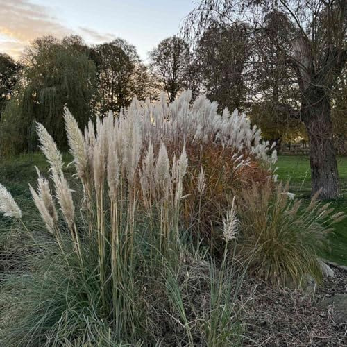 Garten-Schlüter® Pampasgras - im 3L Topf - Cortaderia selloana - imposantes Ziergras mit aufrechtem Wuchs und cremeweißen Blütenrispen