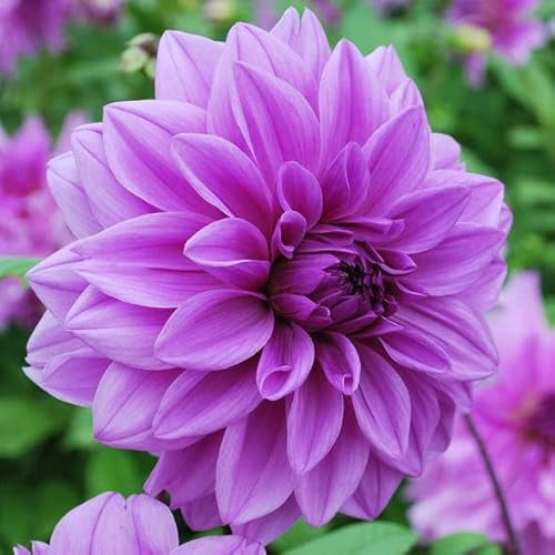 5 x Purple Dahlia Lilac Time (Dinner-Plate) Tuber to Plant (Free UK Postage)