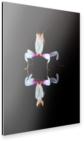 artboxONE Alu-Print 150x100 cm Orchideen Gottesanbeterin von Künstler Die Welt Tanzt Farben