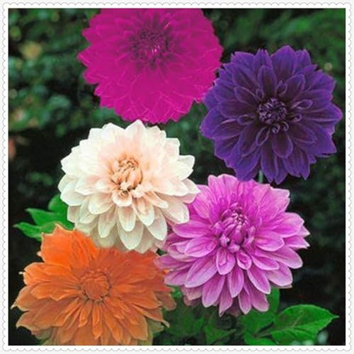 Decorativo/tubérculos de dalia,excelente adorno,Gracia/,comprar tubérculos de dalia/perennes resistentes.-2unidad-D