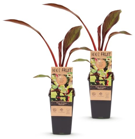 Green boutiQ - Plante fruitière - Musa ensete Maurelli - Bananiers - Résistant à l'hiver - Rouge-Vert - 2 Plantes - Pot 15cm - Hauteur 50cm
