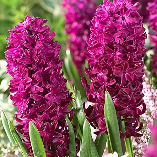 5 x Hyacinth Woodstock – Spring Flowering Bulbs– Dark Maroon & Fragrant Blooms – Adds Beautiful Colour While Scattered Planting – Perennial – for Your Beautiful Garden