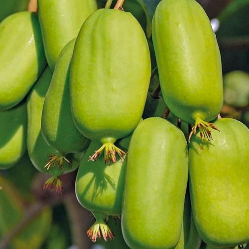 Jumbo Weibliche Actinidia 1L - Garten Pflanzen mit schönen Blüten - Die perfekte Dekoration für Ihr Grundstück - Für Anfänger und professionelle Gärtner - Obst Kletterpflanzen für jede Wand im Garten