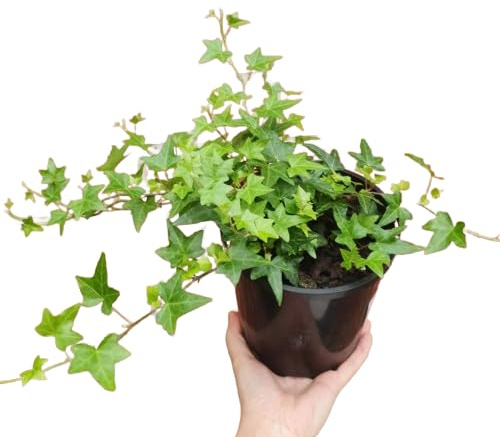 Hiedra Planta Natural de Exterior y Fácil de Cuidar