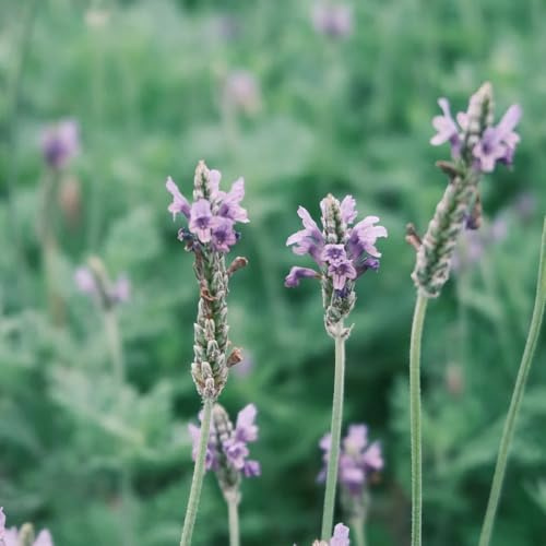 semi di lavanda biologici - resistenti da giardino per balcone, interno estivi, selvatici, 1000pcs